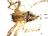  ( - CCDB-08823-H03)  @13 [ ] CC-0  Gergin Blagoev, Centre for Biodiversity Genomics Unspecified