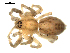  (Anyphaena pectorosa - CCDB-08823-H10)  @14 [ ] CC-0  Gergin Blagoev, Centre for Biodiversity Genomics Unspecified