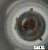  (Cyphomyrmex AEQ8617 - RE21-AT1-FOR-0113)  @11 [ ] CreativeCommons - Attribution Non-Commercial (by-nc) (2021) Unspecified Technischer Universität Darmstadt