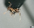  (Crematogaster sp1 - RE21-AT1-FOR-0135)  @11 [ ] CreativeCommons - Attribution Non-Commercial (by-nc) (2021) Unspecified Technischer Universität Darmstadt