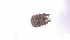  (Rhizostomeae - RE21-AT1-ORI-0362)  @11 [ ] CreativeCommons - Attribution Non-Commercial (by-nc) (2021) Unspecified Technischer Universität Darmstadt