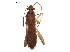 ( - BIOUG32572-B12)  @11 [ ] CreativeCommons - Attribution (2017) CBG Photography Group Centre for Biodiversity Genomics