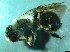  ( - bf-and-00001)  @12 [ ] CreativeCommons - Attribution Share-Alike (2016) Olsen, K.M. BioFokus