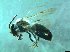  (Andrena cf. argentata - bf-and-00004)  @11 [ ] CreativeCommons - Attribution Share-Alike (2016) Olsen, K.M. BioFokus