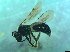  ( - bf-and-00006)  @12 [ ] CreativeCommons - Attribution Share-Alike (2016) Olsen, K.M. BioFokus