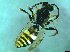  (Nomada cf. lathburiana - bf-api-00001)  @11 [ ] CreativeCommons - Attribution Share-Alike (2016) Olsen, K.M. BioFokus