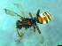  (Nomada cf. panzeri - bf-api-00003)  @12 [ ] CreativeCommons - Attribution Share-Alike (2016) Olsen, K.M. BioFokus