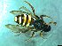  ( - bf-api-00005)  @11 [ ] CreativeCommons - Attribution Share-Alike (2016) Olsen, K.M. BioFokus