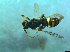  (Nomada cf. alboguttata - bf-api-00026)  @11 [ ] CreativeCommons - Attribution Share-Alike (2016) Olsen, K.M. BioFokus