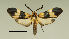  (Correbidia nr. calopteridia - MUSM-ArctVBC11)  @14 [ ] Copyright (2016) Juan Grados Museo de Historia Natural, UNMSM, Lima, Perú