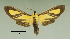  ( - MUSM-ArctVBC2)  @13 [ ] Copyright (2016) Juan Grados Museo de Historia Natural, UNMSM, Lima, Perú
