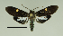  ( - MUSM-ArctVBC6)  @14 [ ] Copyright (2016) Juan Grados Museo de Historia Natural, UNMSM, Lima, Perú