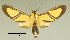  ( - MUSM-ArctVBC73)  @13 [ ] Copyright (2016) Juan Grados Museo de Historia Natural, UNMSM, Lima, Perú