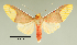  (Evius albicoxae - MUSM-ArctVBC88)  @15 [ ] Copyright (2016) Juan Grados Museo de Historia Natural, UNMSM, Lima, Perú