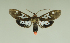  ( - MUSM-ArctVBC9)  @13 [ ] Copyright (2016) Juan Grados Museo de Historia Natural, UNMSM, Lima, Perú