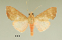  ( - MUSM-ArctVBC92)  @13 [ ] Copyright (2016) Juan Grados Museo de Historia Natural, UNMSM, Lima, Perú