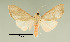  ( - MUSM-ArctVBC95)  @13 [ ] Copyright (2016) Juan Grados Museo de Historia Natural, UNMSM, Lima, Perú