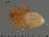  (Diastanillus - AraVM119)  @11 [ ] CreativeCommons - Attribution Non-Commercial Share-Alike (2015) NTNU University Museum, Department of Natural History NTNU University Museum, Department of Natural History