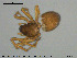  ( - AraVM128)  @12 [ ] CreativeCommons - Attribution Non-Commercial Share-Alike (2015) NTNU University Museum, Department of Natural History NTNU University Museum, Department of Natural History