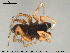  ( - AraVM161)  @11 [ ] CreativeCommons - Attribution Non-Commercial Share-Alike (2015) NTNU University Museum, Department of Natural History NTNU University Museum, Department of Natural History