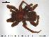  (Pardosa paludicola - AraVM165)  @15 [ ] CreativeCommons - Attribution Non-Commercial Share-Alike (2015) NTNU University Museum, Department of Natural History NTNU University Museum, Department of Natural History