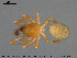  ( - AraVM184)  @14 [ ] CreativeCommons - Attribution Non-Commercial Share-Alike (2015) NTNU University Museum, Department of Natural History NTNU University Museum, Department of Natural History