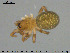  ( - AraVM200)  @11 [ ] CreativeCommons - Attribution Non-Commercial Share-Alike (2015) NTNU University Museum, Department of Natural History NTNU University Museum, Department of Natural History