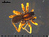  (Pardosa nigriceps - AraVM206)  @14 [ ] CreativeCommons - Attribution Non-Commercial Share-Alike (2015) NTNU University Museum, Department of Natural History NTNU University Museum, Department of Natural History