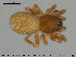  ( - AraVM211)  @14 [ ] CreativeCommons - Attribution Non-Commercial Share-Alike (2015) NTNU University Museum, Department of Natural History NTNU University Museum, Department of Natural History