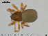  ( - AraVM212)  @11 [ ] CreativeCommons - Attribution Non-Commercial Share-Alike (2015) NTNU University Museum, Department of Natural History NTNU University Museum, Department of Natural History