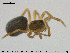  (Trichopterna - AraVM213)  @14 [ ] CreativeCommons - Attribution Non-Commercial Share-Alike (2015) NTNU University Museum, Department of Natural History NTNU University Museum, Department of Natural History