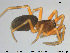  ( - AraVM25)  @14 [ ] CreativeCommons - Attribution Non-Commercial Share-Alike (2015) NTNU University Museum, Department of Natural History NTNU University Museum, Department of Natural History