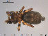  ( - AraVM33)  @14 [ ] CreativeCommons - Attribution Non-Commercial Share-Alike (2015) NTNU University Museum, Department of Natural History NTNU University Museum, Department of Natural History