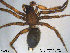  ( - AraVM48)  @13 [ ] CreativeCommons - Attribution Non-Commercial Share-Alike (2015) NTNU University Museum, Department of Natural History NTNU University Museum, Department of Natural History