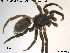  ( - AraVM50)  @13 [ ] CreativeCommons - Attribution Non-Commercial Share-Alike (2015) NTNU University Museum, Department of Natural History NTNU University Museum, Department of Natural History
