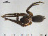  ( - AraVM51)  @13 [ ] CreativeCommons - Attribution Non-Commercial Share-Alike (2015) NTNU University Museum, Department of Natural History NTNU University Museum, Department of Natural History