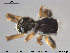  (Attulus saltator - AraVM69)  @14 [ ] CreativeCommons - Attribution Non-Commercial Share-Alike (2015) NTNU University Museum, Department of Natural History NTNU University Museum, Department of Natural History
