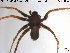  (Pardosa trailli - AraVM72)  @12 [ ] CreativeCommons - Attribution Non-Commercial Share-Alike (2015) NTNU University Museum, Department of Natural History NTNU University Museum, Department of Natural History