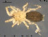  (Haplodrassus minor - AraVM73)  @14 [ ] CreativeCommons - Attribution Non-Commercial Share-Alike (2015) NTNU University Museum, Department of Natural History NTNU University Museum, Department of Natural History