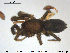  ( - AraVM87)  @11 [ ] CreativeCommons - Attribution Non-Commercial Share-Alike (2015) NTNU University Museum, Department of Natural History NTNU University Museum, Department of Natural History