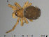  ( - AraVM92)  @14 [ ] CreativeCommons - Attribution Non-Commercial Share-Alike (2015) NTNU University Museum, Department of Natural History NTNU University Museum, Department of Natural History