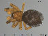  ( - AraVM93)  @14 [ ] CreativeCommons - Attribution Non-Commercial Share-Alike (2015) NTNU University Museum, Department of Natural History NTNU University Museum, Department of Natural History