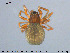  ( - AraVM97)  @11 [ ] CreativeCommons - Attribution Non-Commercial Share-Alike (2015) NTNU University Museum, Department of Natural History NTNU University Museum, Department of Natural History