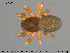  ( - AraVM98)  @11 [ ] CreativeCommons - Attribution Non-Commercial Share-Alike (2015) NTNU University Museum, Department of Natural History NTNU University Museum, Department of Natural History