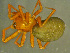  (Macrargus - TRD-ARA96)  @15 [ ] CreativeCommons - Attribution Non-Commercial Share-Alike (2014) Arne Fjellberg Arne Fjellberg Entomological Research