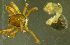  ( - TRD-ARA107)  @12 [ ] CreativeCommons - Attribution Non-Commercial Share-Alike (2014) Arne Fjellberg Arne Fjellberg Entomological Research