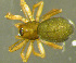  ( - TRD-ARA108)  @13 [ ] CreativeCommons - Attribution Non-Commercial Share-Alike (2014) Arne Fjellberg Arne Fjellberg Entomological Research