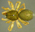  (Semljicola - TRD-ARA109)  @15 [ ] CreativeCommons - Attribution Non-Commercial Share-Alike (2014) Arne Fjellberg Arne Fjellberg Entomological Research