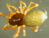  ( - TRD-ARA117)  @14 [ ] CreativeCommons - Attribution Non-Commercial Share-Alike (2014) Arne Fjellberg Arne Fjellberg Entomological Research