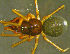  ( - TRD-ARA118)  @14 [ ] CreativeCommons - Attribution Non-Commercial Share-Alike (2014) Arne Fjellberg Arne Fjellberg Entomological Research